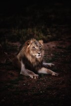 Digital Image Picture Photo Pic Wallpaper Background Lion Laying on grou... - $0.98