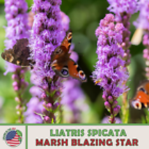 Marsh Blazing Star 150 Seedst, Liatris spicata, Native Bee &amp; Butterfly A... - £9.00 GBP