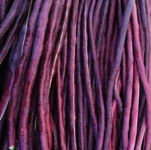 USA SELLER Purple Mart Yard Long Bean Chinese Asparagus Asian Snake Cowpea Free  - £9.07 GBP