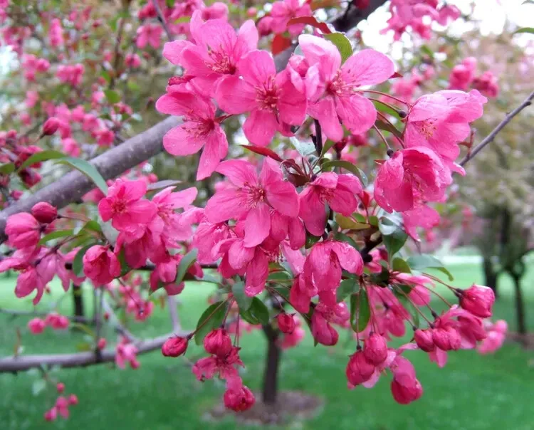  Prairifire Crabapple 25+ Seeds for Garden Planting - $12.00