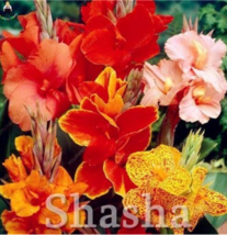 100  pcs/Bag Dwarf Bonsai Canna Lily Outdoor Tropical Bronze Scarlet Fol... - $6.99
