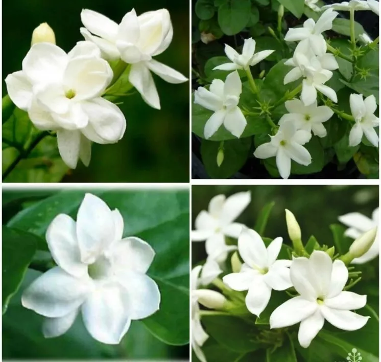 JASMINE SAMBAC STARTER WELL ROOTED LIVE PLANT 3 TO 5&quot; TALL SUPER FRAGRANT - $16.88