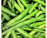 15 Tendergreen Green Bush Bean Seeds Stringless Bean Heavy Producer Usa ... - $8.99