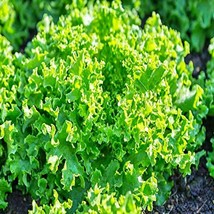 Green Ice Leaf Lettuce Garden Seeds Gourmet Gardening Fast Growing Heat ... - $15.36