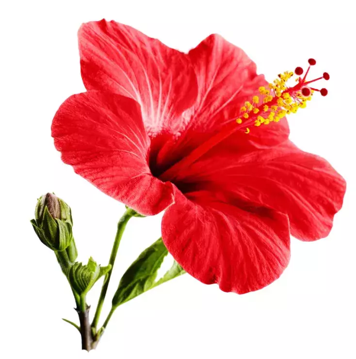 10 Bottles, Hibiscus Capsules: 600mg Vegan Herbal Supplement for Wellness - 120  Item image 10