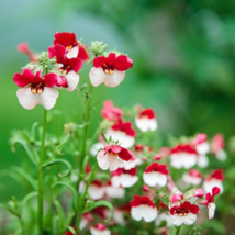 Nemesia Strumosa Danish Flag Flower - 30 Seeds - $6.00