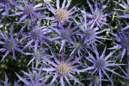 Semilir 200 Purple Sea Hollies Thistle Seeds USA  Fast Grow From US - £9.67 GBP