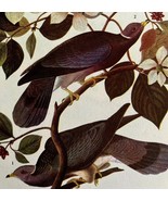 Band Tailed Pigeon Bird 1946 Color Art Print John James Audubon Nature D... - $39.99