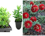 10 Plants Little John Dwarf Bottlebrush Live Plants Callistemon Flowering Shrub - £68.75 GBP