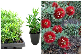 10 Plants Little John Dwarf Bottlebrush Live Plants Callistemon Flowering Shrub - $94.99