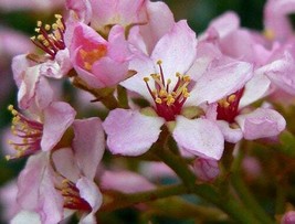 Indian Hawthorn 25 Seeds Pink Lady Rhaphiolepis Indica Harvest (021) Fresh Garde - £18.03 GBP