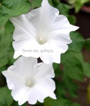 10 Imported Purely White Morning Glory Seeds - $85.98 MXN