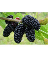 Everbearing Mulberry tree 50 seeds USA seller - £6.68 GBP