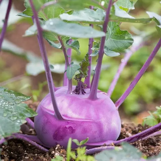 1000 Purple Vienna Kohlrabi Seeds Non-GMO Heirloom - £4.82 GBP