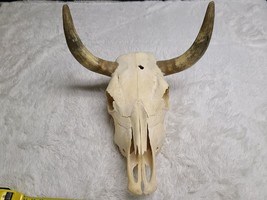 Authentic Decorative Longhorn Steer Bull Skull Head Home Decor Centerpiece Mount - £92.78 GBP