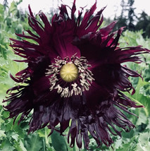 PWO Poppy  Swan  Papaver Annual Deer And Rabbit Resistant 50 Seeds - $7.20
