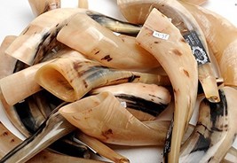 Authentic &amp; Polished Shofar (Size 25cm-30cm) - $22.44