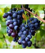 Concord Seedless Grape Bare Root Plant Sweet, Juicy, Non GMO - €17,07 EUR