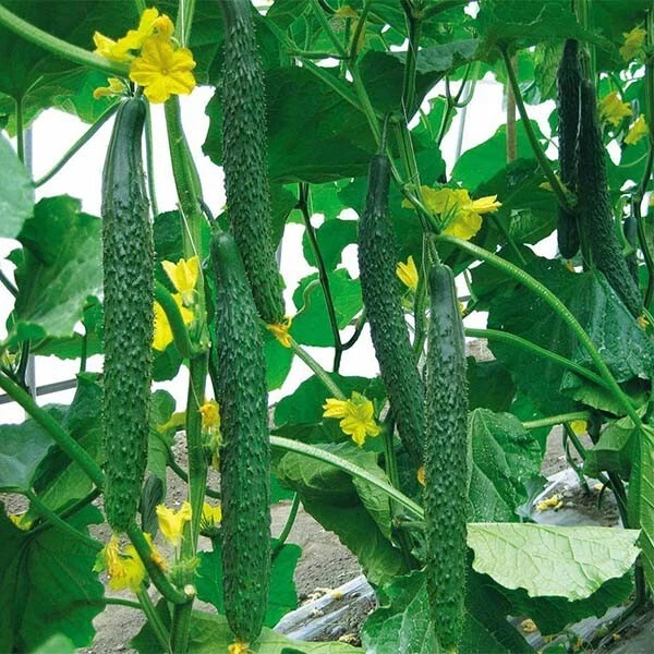 60+ Green Tender Chinese Cucumber Seeds ????????????? 2024??? - $16.52