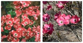 Red Pygmy Dogwood 10 Seeds Tree Flowering Hardy Fall Color Flower Flowering - £24.36 GBP