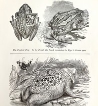 Pouched Frog Suriname Toad With Eggs 1878 Victorian Medical Anatomy Print DWV6C - £23.91 GBP