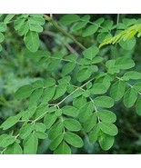 Daun Kelor (Moringa oleifera Leaf) - $16.83+