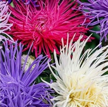 2000 Seeds Crego Giant Mixture Aster NON-GMO Heirloom Fresh Flower - £14.14 GBP