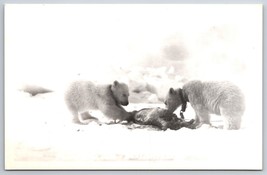 RPPC Polar Bear Cubs Feeding Barrow Alaska AK UNP Postcard F17 - £10.32 GBP