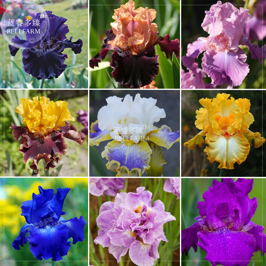20 Seeds Iris Sibirica Mixed 9 Colors Flower Seeds Black Purple Blue Yel... - $3.26