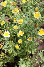 Wild West Organics Chrysanthemum Seeds - £10.16 GBP