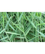 200 Buffalo Grass Brachiaria Mutica Para Grass Bulk Seeds - $20.00