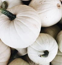 White Pumpkin Seeds 6 White Queen Halloween Ornamental Squash Fresh Seeds Garden - £7.22 GBP