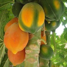 Carica Papaya Coorg Honeydew Papaya Melon Tree 10 Seeds Fresh Seeds for Planting - £5.97 GBP