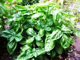 500 Seeds Sweet Basil Or Ocimum Basilicum - $9.60