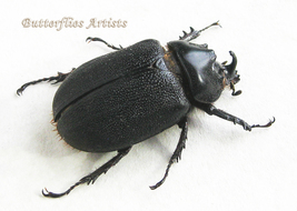 Real Rhinoceros Beetle Heterogomphus Ulysses Rare Framed Entomology Shadowbox - $82.99