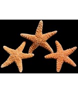 Sugar Starfish Seashells (Set of 3) Beach Wedding Decor Craft Projects 1-2&quot; - $168.13 MXN