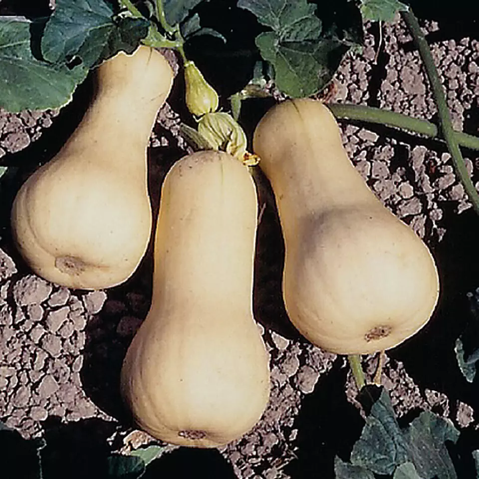 BPASTORE 20 Waltham Butternut Winter Squash Buy Seeds Online - £7.04 GBP