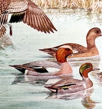 Widgeon Baldpate And Teal Duck 1936 Bird Art Lithograph Color Plate Print DWU12B - £19.74 GBP