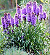 30 Purple Blazing Stars Seeds Liatris Spicata Fresh Garden Fast Shipping - $6.90