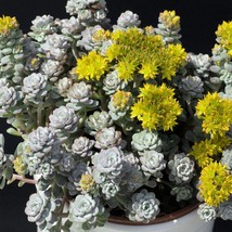 New Fresh Seeds 50 Oregon Stonecrop Sedum Oreganum Green Bronze Orange Red Succu - $14.90