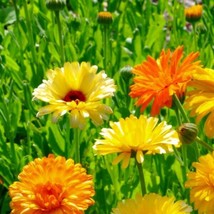 Calendula Seeds Pacific Beauty Mix Heirloom Fresh Flower Seeds - £7.85 GBP