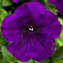 USA Seller Petunia Seeds Hurrah Blue 200 Seeds Flower Seeds Fast Shipping - £21.69 GBP