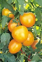 Sunray Tomato Seeds For 800 Kinds Of Seeds Fresh Seeds Fast Shipping - $17.98