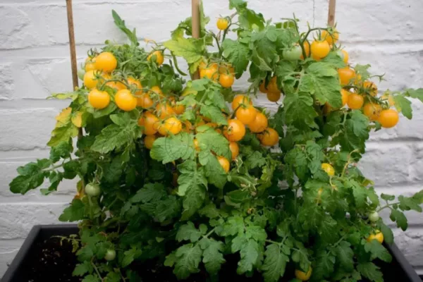 10 seeds Hahms Gelbe Micro Dwarf Tomato Plant Quick Heirloom Seeds for C... - £8.39 GBP