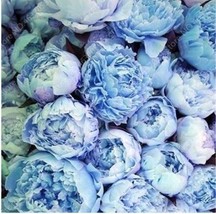 20PCS Chinese Paeonia Suffruticosa Peony Seeds Light Blue Double Flowers - $12.73