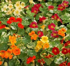 50 Seeds Nasturtium Alaska Mix Swift Green Makeover Guide - $8.95