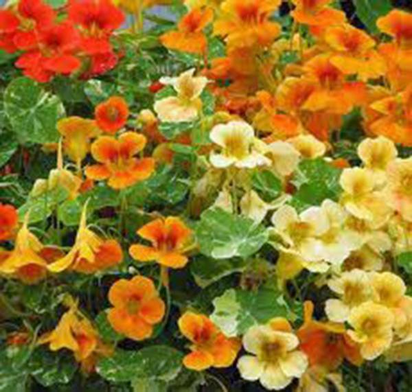 NASTURTIUM, DWARF JEWEL MIX, 500+ SEEDS ORGANIC NEWLY HARVESTED-BEAUTIFUL FLOWER