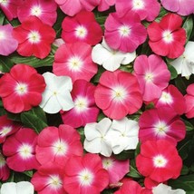 USA Seller Vinca Seeds 50 Seeds Vinca Pacifica Xp Mix Fast Shipping - £14.20 GBP