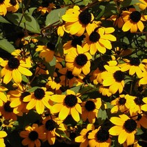 Fresh New 500 Brown Eyed Susan Rudbeckia Triloba Flower Seeds USA Seller - £11.19 GBP