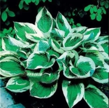 KS Hosta Perennials Bright Green Leaves With White Edge 200 Seeds  - £7.79 GBP